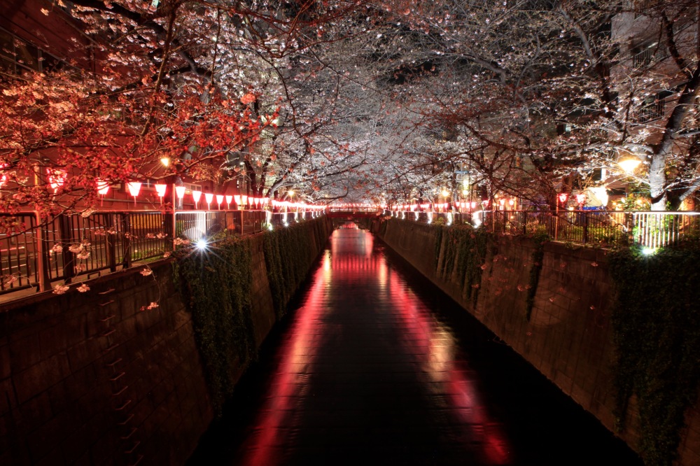 Nakameguro river tokyo cherry blossom